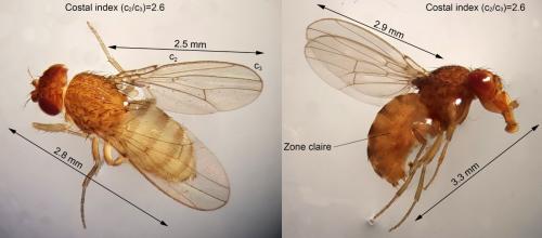 Drosophila mercatorum